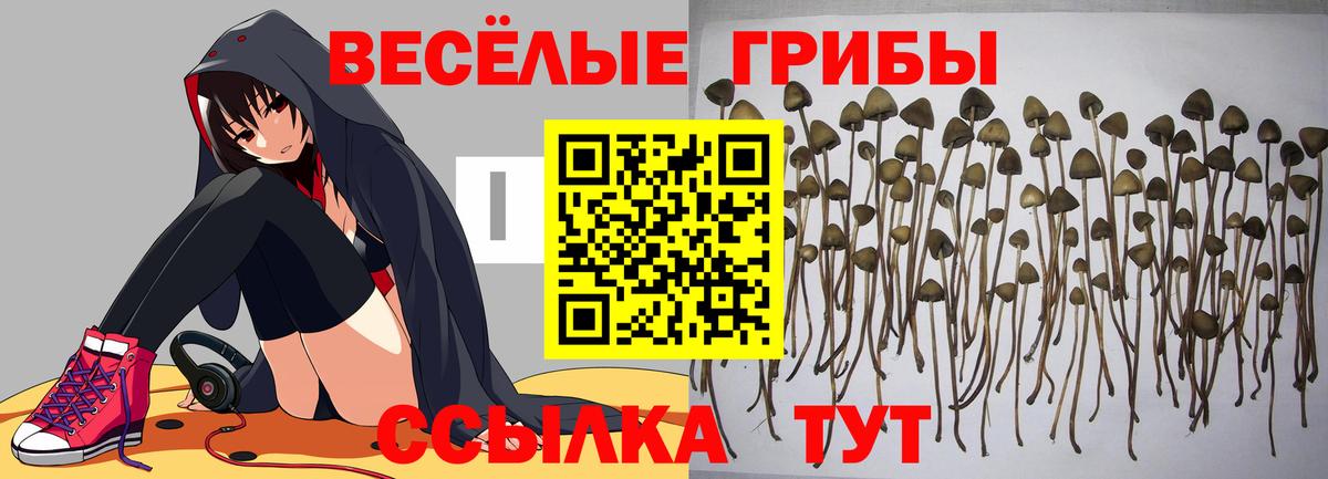Нурлат  Псилоцибиновые грибы Psilocybine cubensis  Вход с VPN 